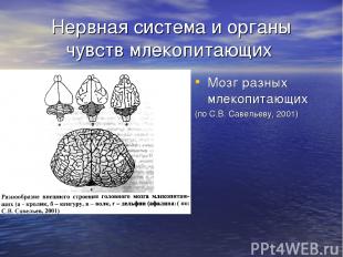 Нервная система и органы чувств млекопитающих Мозг разных млекопитающих (по С.В.