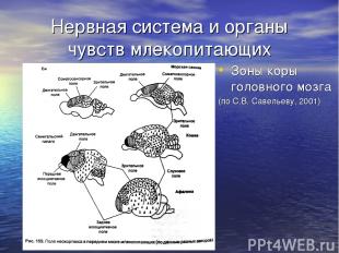 Нервная система и органы чувств млекопитающих Зоны коры головного мозга (по С.В.
