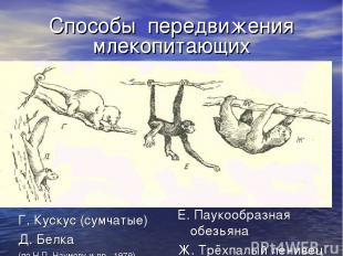 Способы передвижения млекопитающих Г. Кускус (сумчатые) Д. Белка (по Н.П. Наумов