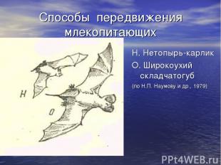 Способы передвижения млекопитающих Н. Нетопырь-карлик О. Широкоухий складчатогуб