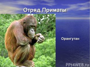 Отряд Приматы Орангутан