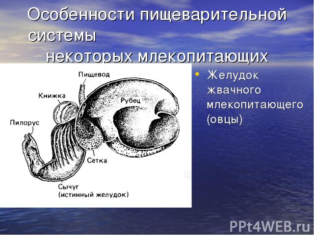 Особенности пищеварительной системы некоторых млекопитающих Желудок жвачного млекопитающего (овцы)