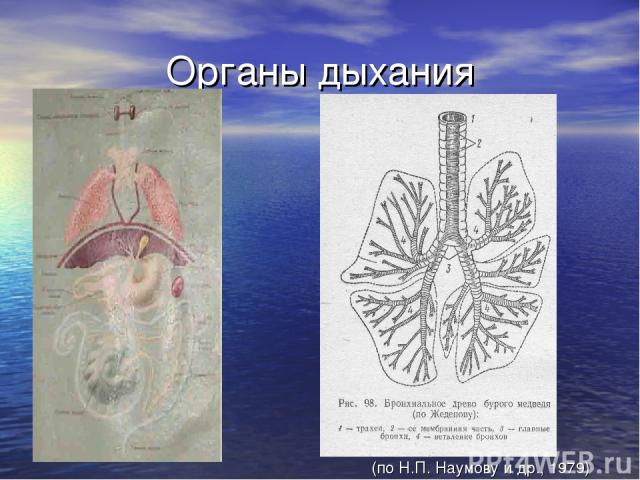 Органы дыхания (по Н.П. Наумову и др., 1979)