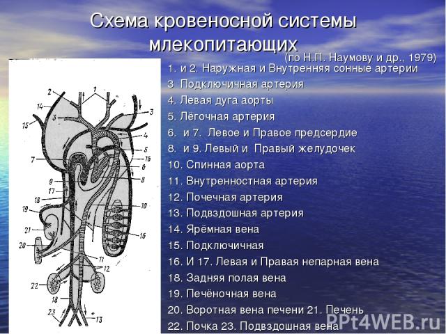 Схема кровеносной системы млекопитающих 1. и 2. Наружная и Внутренняя сонные артерии 3 Подключичная артерия 4. Левая дуга аорты 5. Лёгочная артерия 6. и 7. Левое и Правое предсердие 8. и 9. Левый и Правый желудочек 10. Спинная аорта 11. Внутренностн…