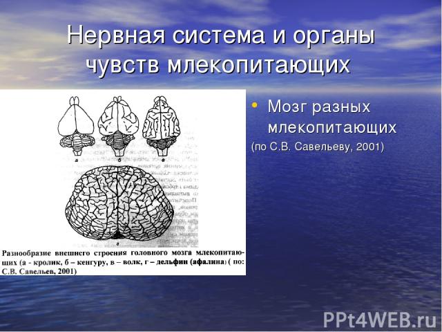 Нервная система и органы чувств млекопитающих Мозг разных млекопитающих (по С.В. Савельеву, 2001)