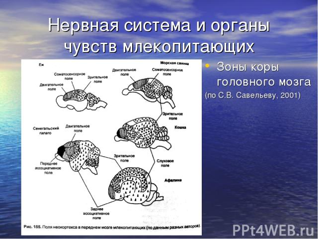Нервная система и органы чувств млекопитающих Зоны коры головного мозга (по С.В. Савельеву, 2001)