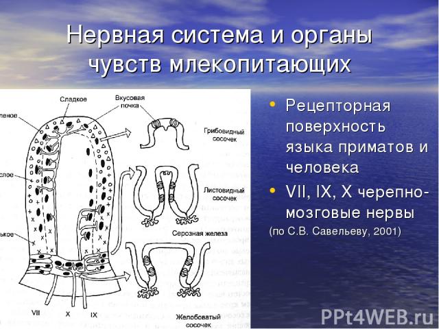 Нервная система и органы чувств млекопитающих Рецепторная поверхность языка приматов и человека VII, IX, X черепно-мозговые нервы (по С.В. Савельеву, 2001)