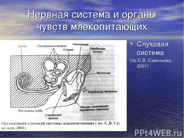 Нервная система и органы чувств млекопитающих Слуховая система (по С.В. Савельеву, 2001)
