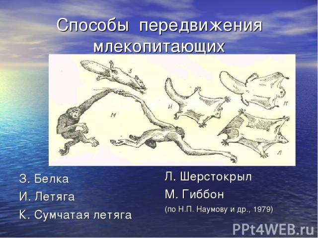 Способы передвижения млекопитающих З. Белка И. Летяга К. Сумчатая летяга Л. Шерстокрыл М. Гиббон (по Н.П. Наумову и др., 1979)