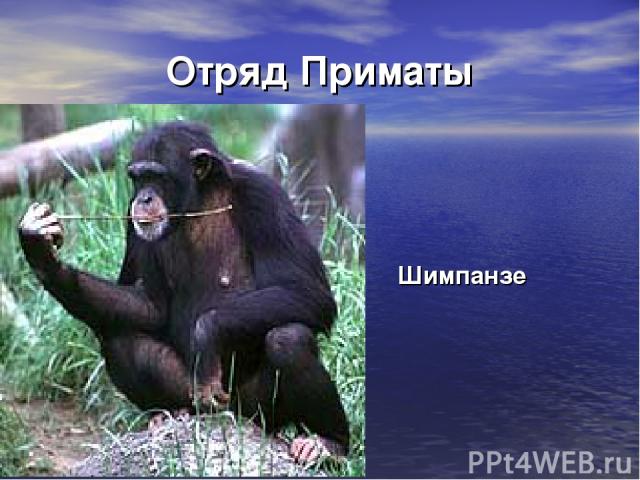 Отряд Приматы Шимпанзе