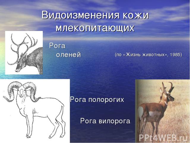 Видоизменения кожи млекопитающих Рога оленей Рога полорогих Рога вилорога (по «Жизнь животных», 1985)