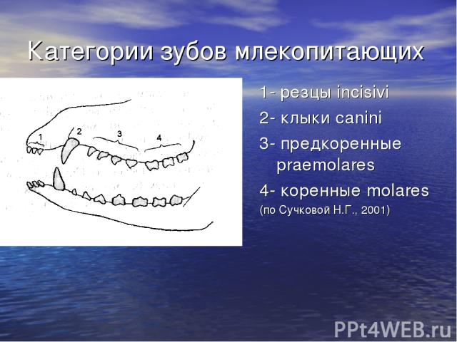 Категории зубов млекопитающих 1- резцы incisivi 2- клыки canini 3- предкоренные praemolares 4- коренные molares (по Сучковой Н.Г., 2001)