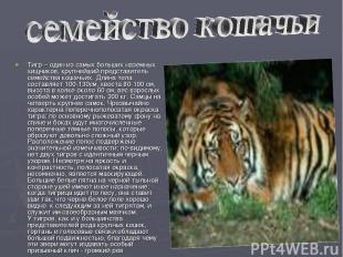 Тигр – один из самых больших наземных хищников, крупнейший представитель семейст