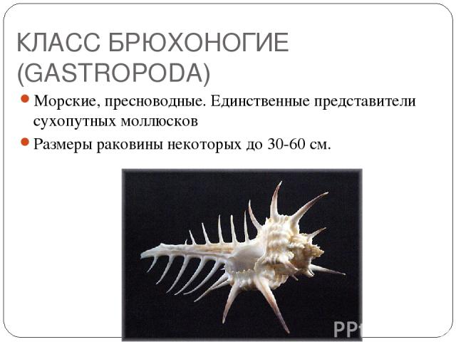 КЛАСС БРЮХОНОГИЕ (GASTROPODA) Морские, пресноводные. Единственные представители сухопутных моллюсков Размеры раковины некоторых до 30-60 см.