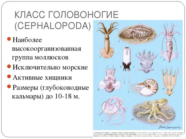 КЛАСС ГОЛОВОНОГИЕ (CEPHALOPODA) Наиболее высокоорганизованная группа моллюсков Исключительно морские Активные хищники Размеры (глубоководные кальмары) до 10-18 м.