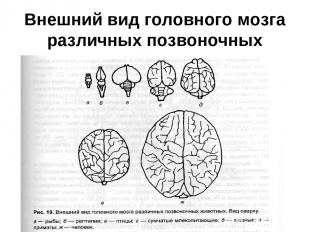 Внешний вид головного мозга различных позвоночных