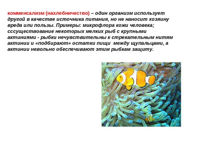 комменсализм (нахлебничество) – один организм использует другой в качестве источника питания, но не наносит хозяину вреда или пользы. Примеры: микрофлора кожи человека; сссуществование некоторых мелких рыб с крупными актиниями - рыбки нечувствительн…