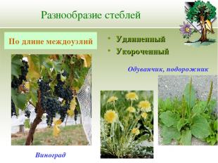 Разнообразие стеблей Удлиненный Укороченный По длине междоузлий Одуванчик, подор