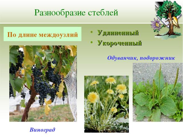 Разнообразие стеблей Удлиненный Укороченный По длине междоузлий Одуванчик, подорожник Виноград