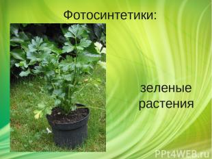 Фотосинтетики: зеленые растения