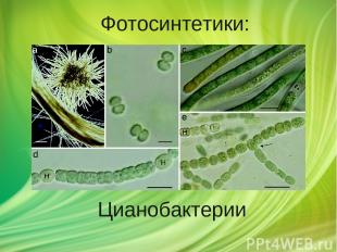 Цианобактерии Фотосинтетики: