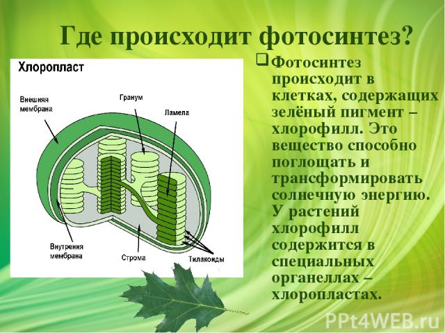 Где происходит фотосинтез? Фотосинтез происходит в клетках, содержащих зелёный пигмент – хлорофилл. Это вещество способно поглощать и трансформировать солнечную энергию. У растений хлорофилл содержится в специальных органеллах – хлоропластах.