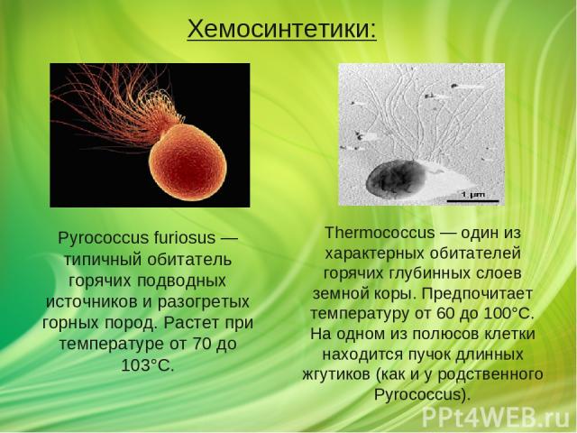 Pyrococcus furiosus — типичный обитатель горячих подводных источников и разогретых горных пород. Растет при температуре от 70 до 103°C. Thermococcus — один из характерных обитателей горячих глубинных слоев земной коры. Предпочитает температуру от 60…