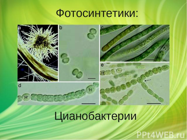 Цианобактерии Фотосинтетики: