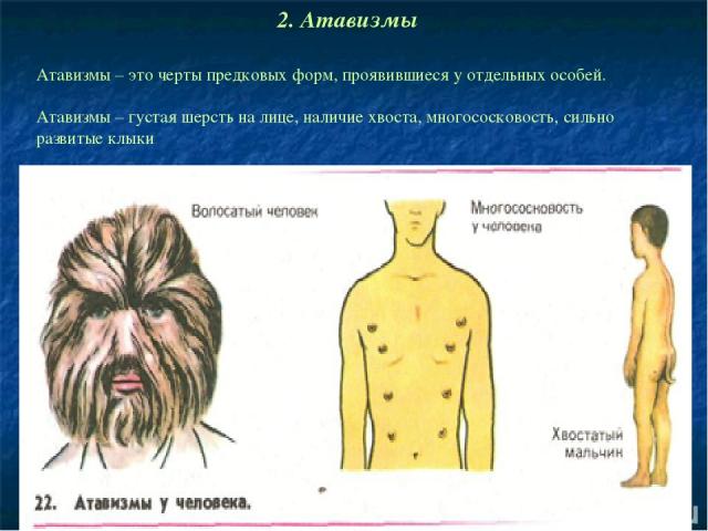 Атавизмы – это черты предковых форм, проявившиеся у отдельных особей. Атавизмы – густая шерсть на лице, наличие хвоста, многососковость, сильно развитые клыки. 2. Атавизмы