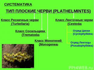 СИСТЕМАТИКА ТИП ПЛОСКИЕ ЧЕРВИ (PLATHELMINTES) Класс Ресничные черви (Turbellaria