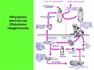Лягушачья многоустка (Polystoma integerrimum)
