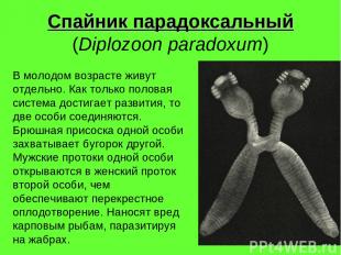 Спайник парадоксальный (Diplozoon paradoxum) В молодом возрасте живут отдельно.