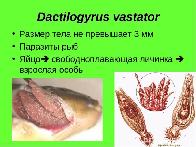 Dactilogyrus vastator Размер тела не превышает 3 мм Паразиты рыб Яйцо свободноплавающая личинка взрослая особь