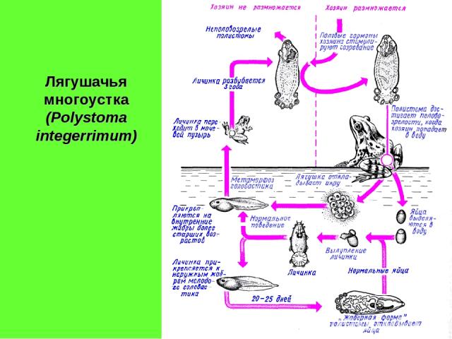 Лягушачья многоустка (Polystoma integerrimum)