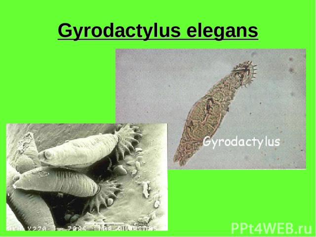 Gyrodactylus elegans