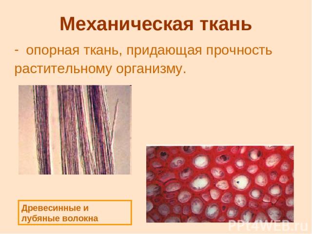 Механическая ткань опорная ткань, придающая прочность растительному организму. Древесинные и лубяные волокна