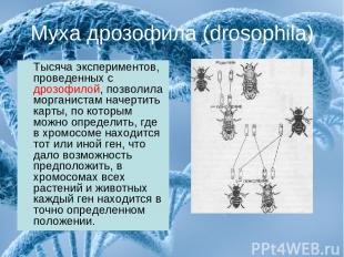 Муха дрозофила (drosophila) Тысяча экспериментов, проведенных с дрозофилой, позв