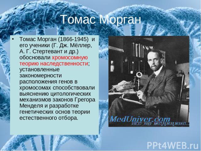Томас Морган Томас Морган (1866-1945) и его ученики (Г. Дж. Мёллер, А. Г. Стертевант и др.) обосновали хромосомную теорию наследственности; установленные закономерности расположения генов в хромосомах способствовали выяснению цитологических механизм…