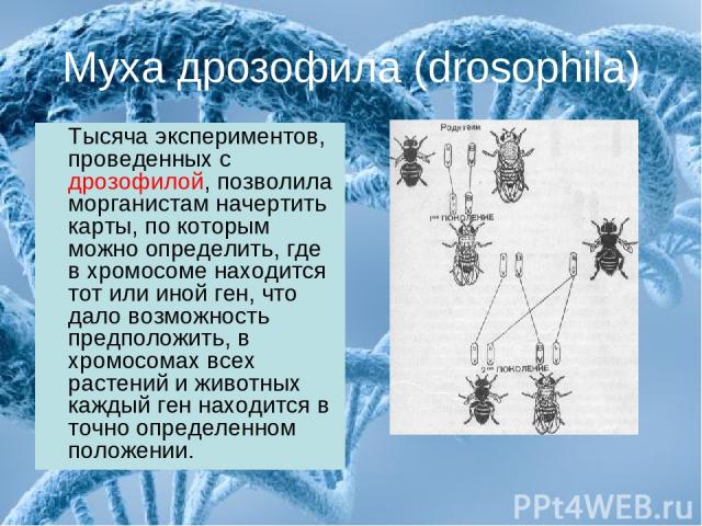 Муха дрозофила (drosophila) Тысяча экспериментов, проведенных с дрозофилой, позволила морганистам начертить карты, по которым можно определить, где в хромосоме находится тот или иной ген, что дало возможность предположить, в хромосомах всех растений…