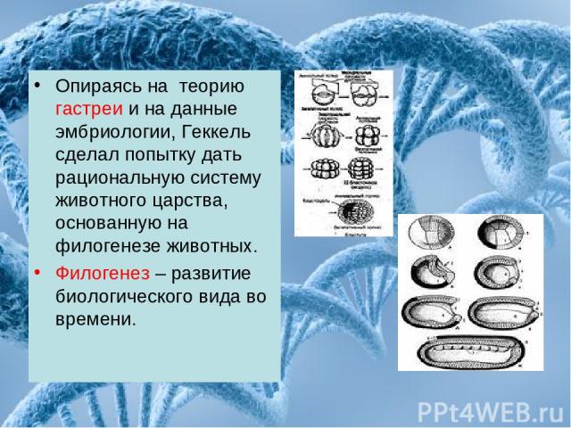 Опираясь на теорию гастреи и на данные эмбриологии, Геккель сделал попытку дать рациональную систему животного царства, основанную на филогенезе животных. Филогенез – развитие биологического вида во времени.
