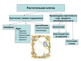 Растительная клетка Протопласт (живое содержимое) Производные протопласта и др.