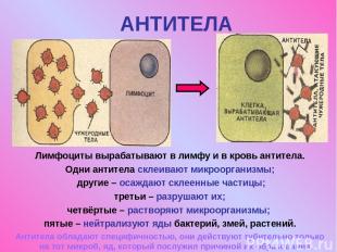 АНТИТЕЛА Лимфоциты вырабатывают в лимфу и в кровь антитела. Одни антитела склеив