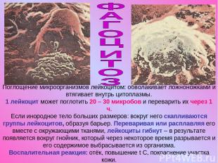 Поглощение микроорганизмов лейкоцитом: обволакивает ложноножками и втягивает вну