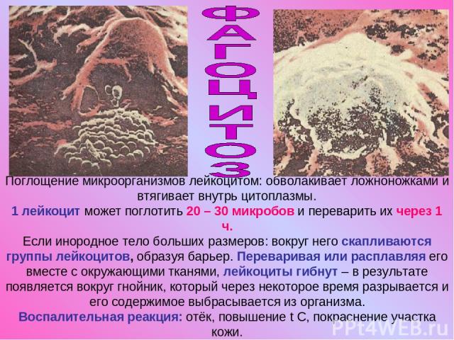 Поглощение микроорганизмов лейкоцитом: обволакивает ложноножками и втягивает внутрь цитоплазмы. 1 лейкоцит может поглотить 20 – 30 микробов и переварить их через 1 ч. Если инородное тело больших размеров: вокруг него скапливаются группы лейкоцитов, …