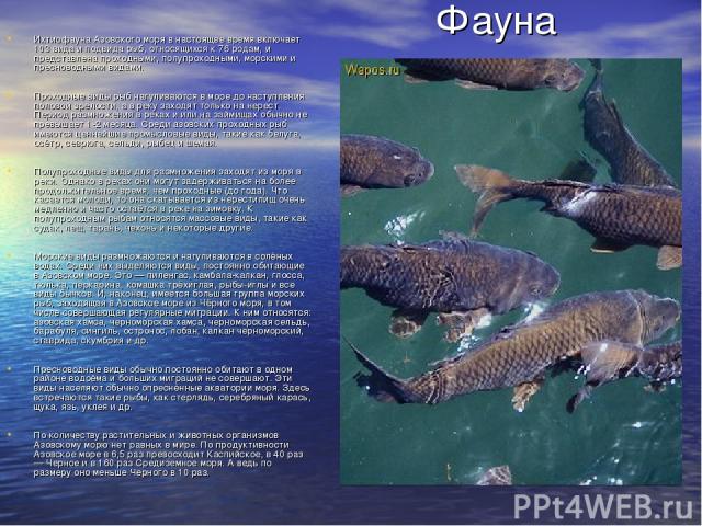 Фауна Ихтиофауна Азовского моря в настоящее время включает 103 вида и подвида рыб, относящихся к 76 родам, и представлена проходными, полупроходными, морскими и пресноводными видами. Проходные виды рыб нагуливаются в море до наступления половой зрел…