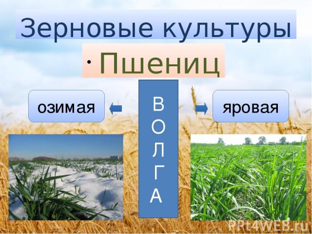 Зерновые культуры Пшеница озимая яровая В О Л Г А