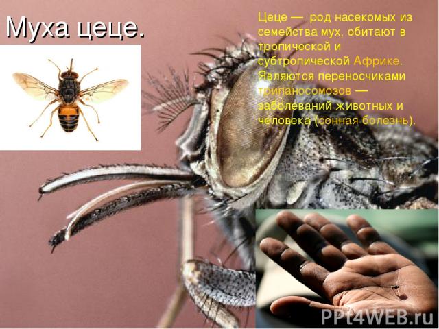Муха цеце. Цеце — род насекомых из семейства мух, обитают в тропической и субтропической Африке. Являются переносчиками трипаносомозов — заболеваний животных и человека (сонная болезнь).