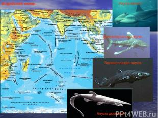 Индийский океан. Акула молот Длиннокрылая акула. Зеленоглазая акула. Акула домов