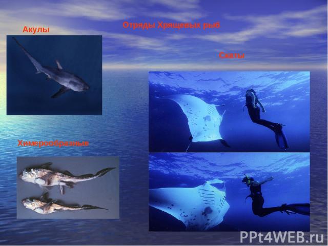 Отряды Хрящевых рыб Акулы Скаты Химерообразные