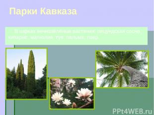 Парки Кавказа В парках вечнозёлёные растения: пицундская сосна, кипарис, магноли
